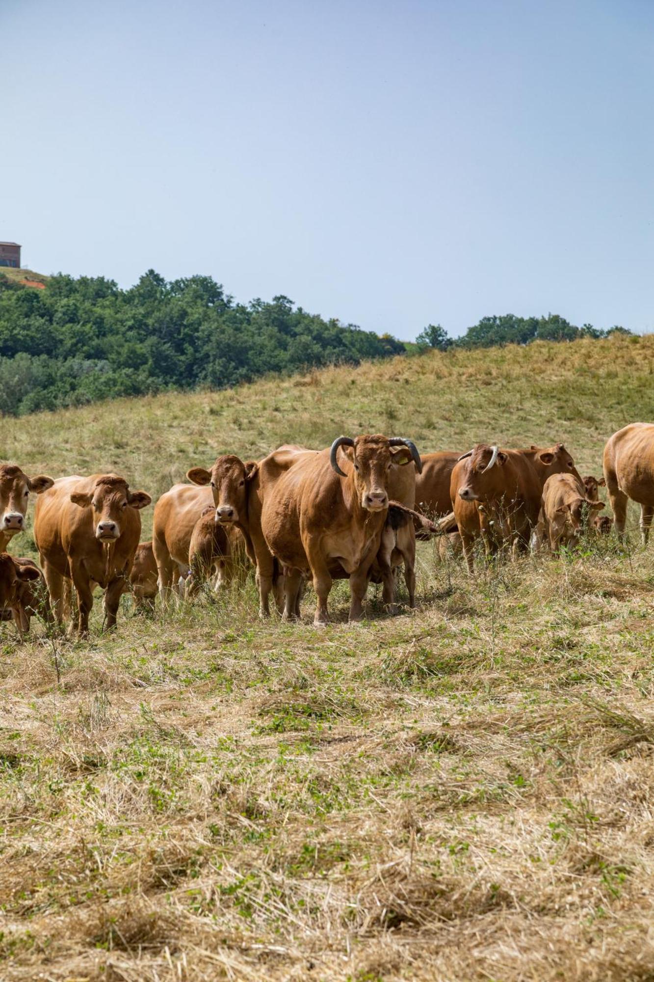 Villa Agriturismo Tenuta La Campana 아시아노 외부 사진